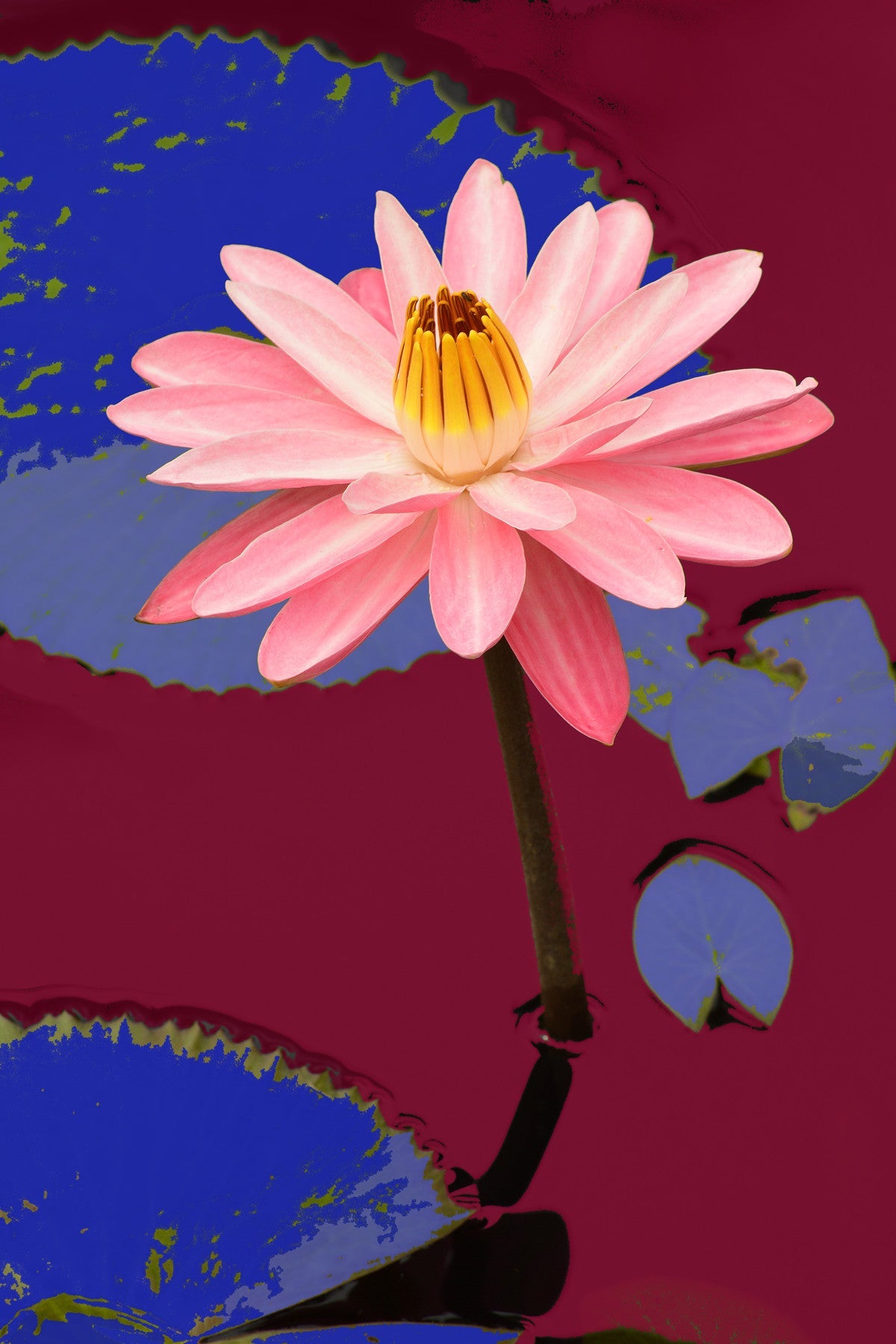Water Lilies #507