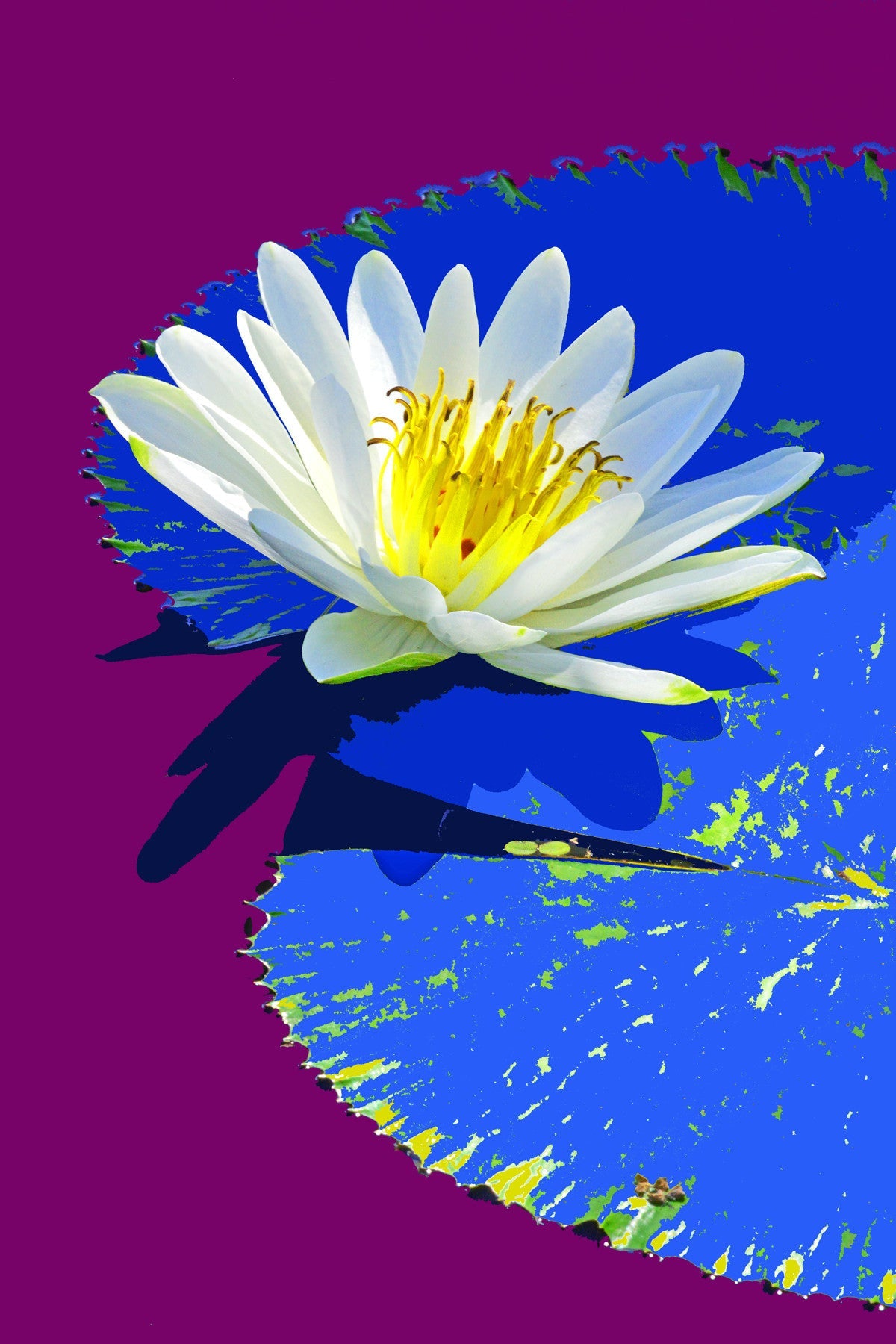 Water Lilies #880