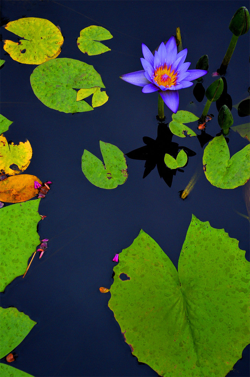 Botanical Gardens #306