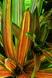 Botanical Gardens #334