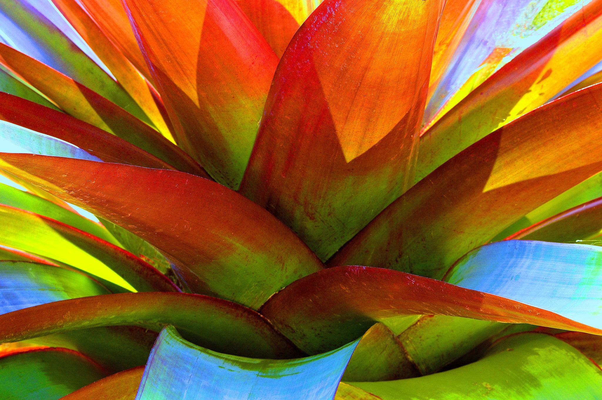 Botanical Gardens #361