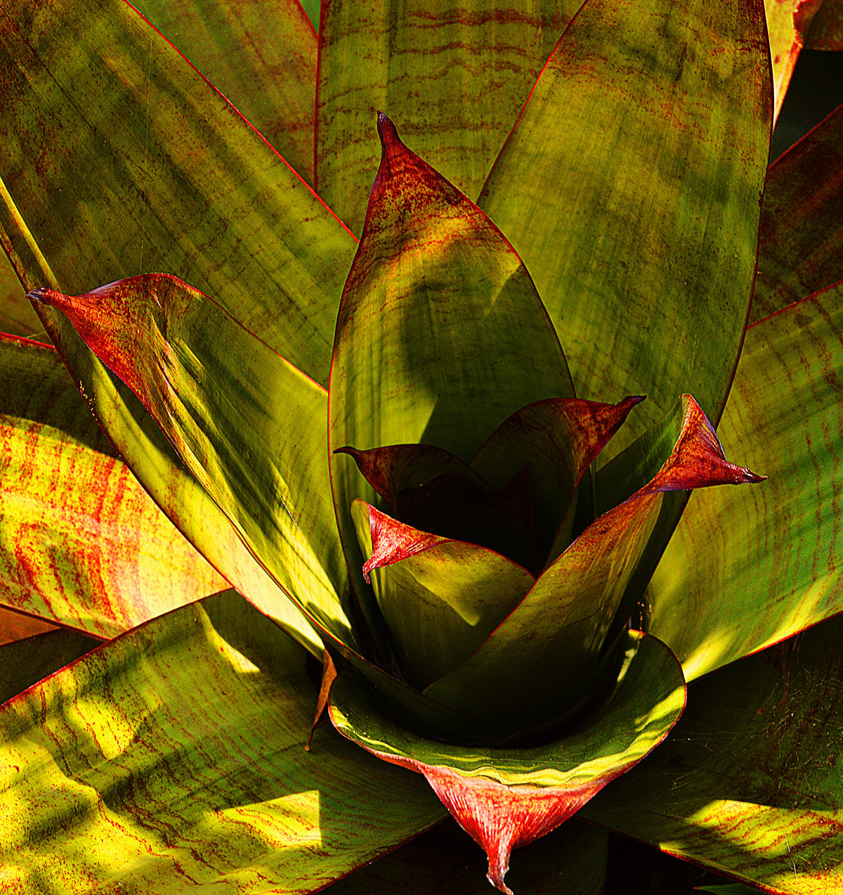 Botanical Gardens #461