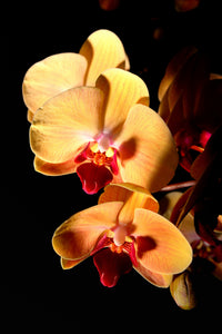Orchid 684