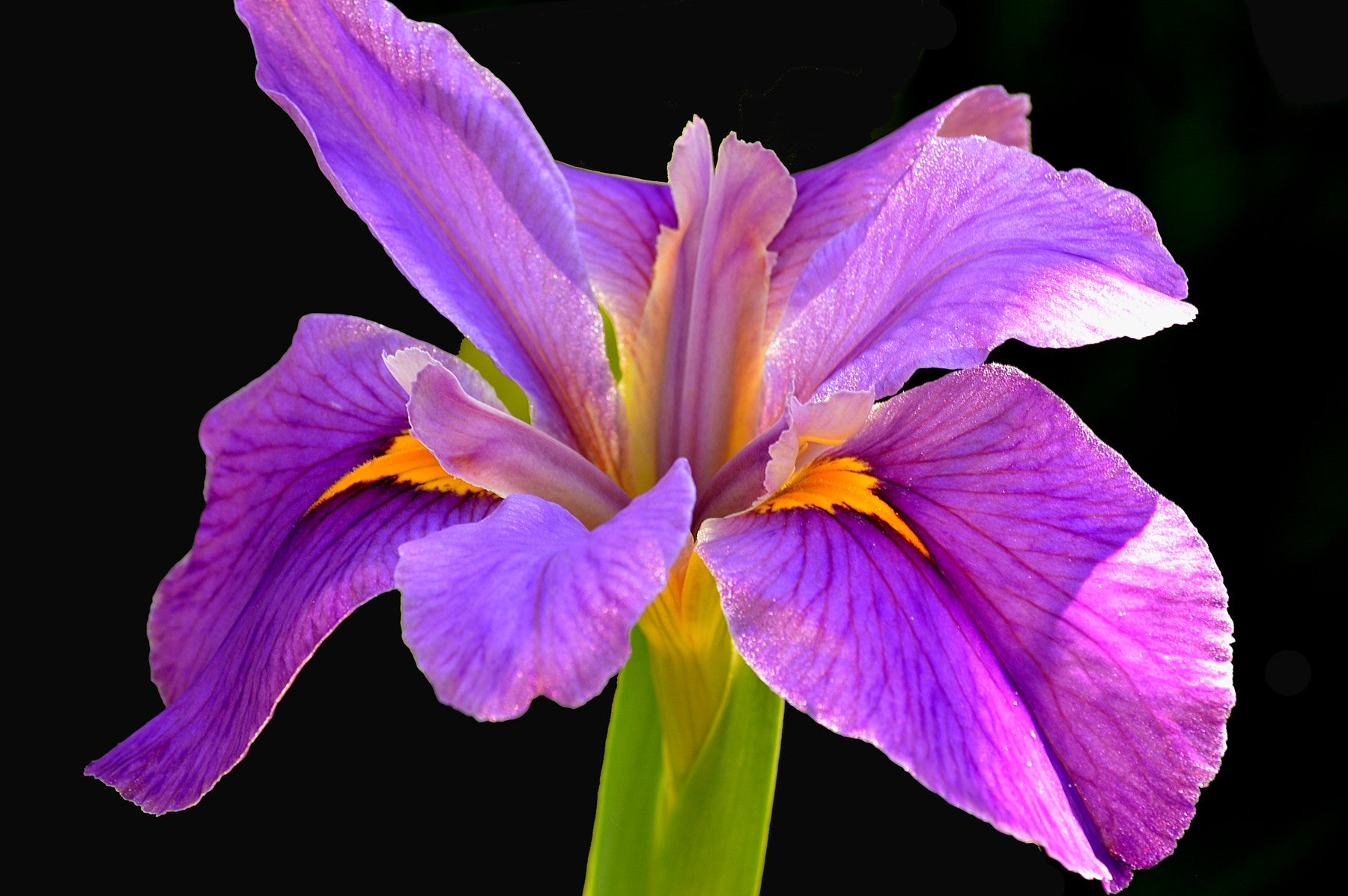 Botanical Gardens Iris #758