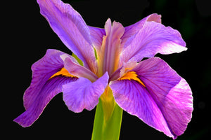 Botanical Gardens Iris #758