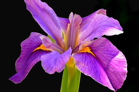 Botanical Gardens Iris #758