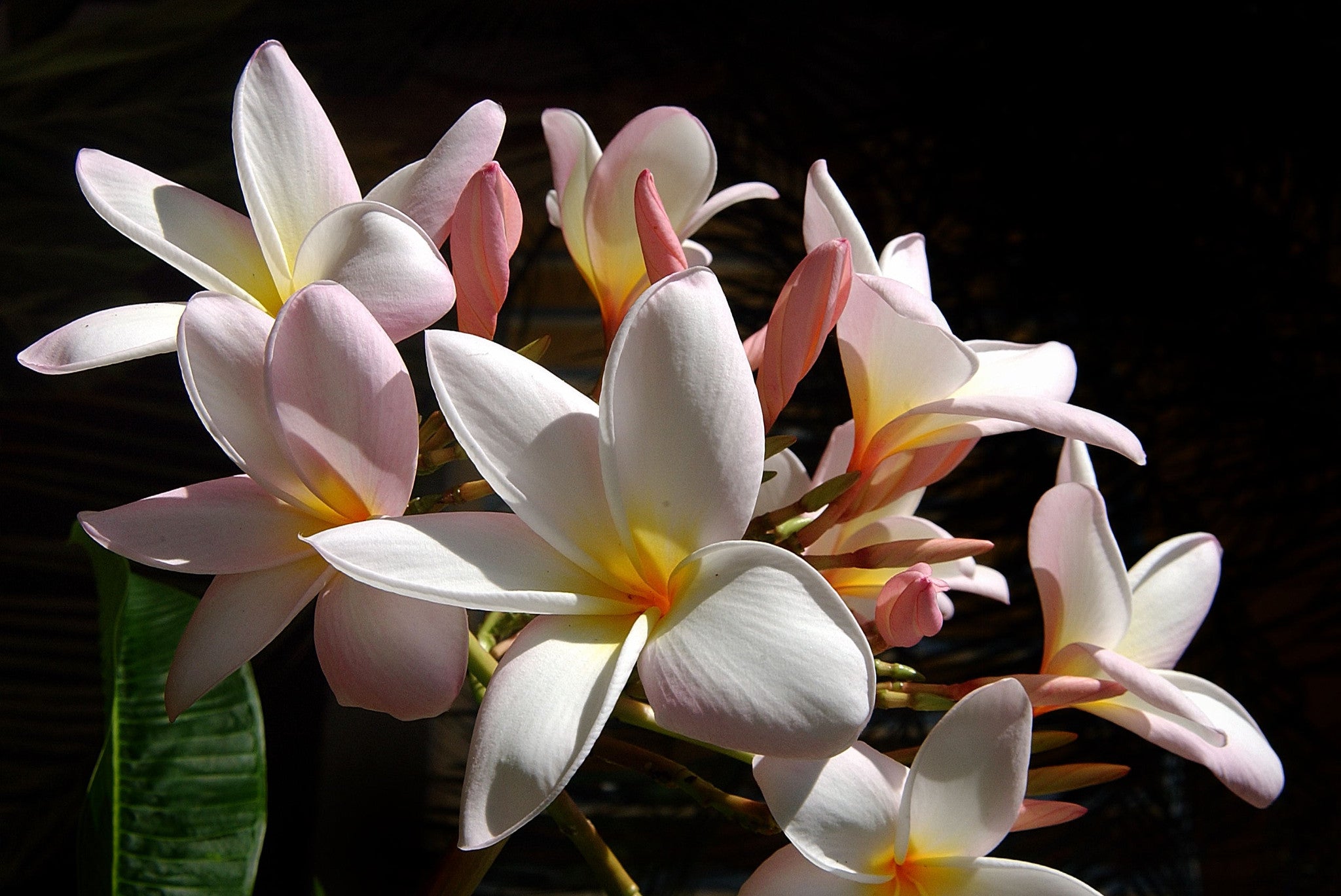 White Flowers