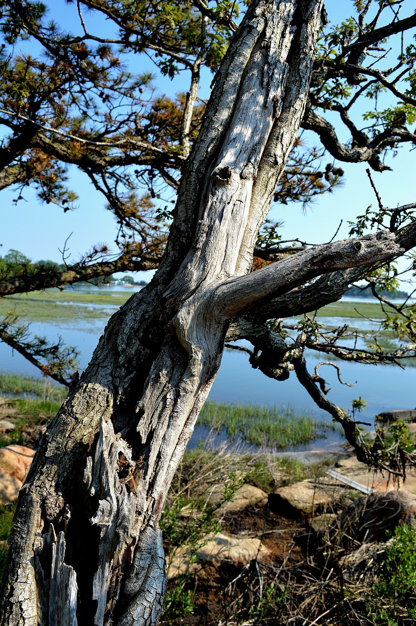 Tree 060113