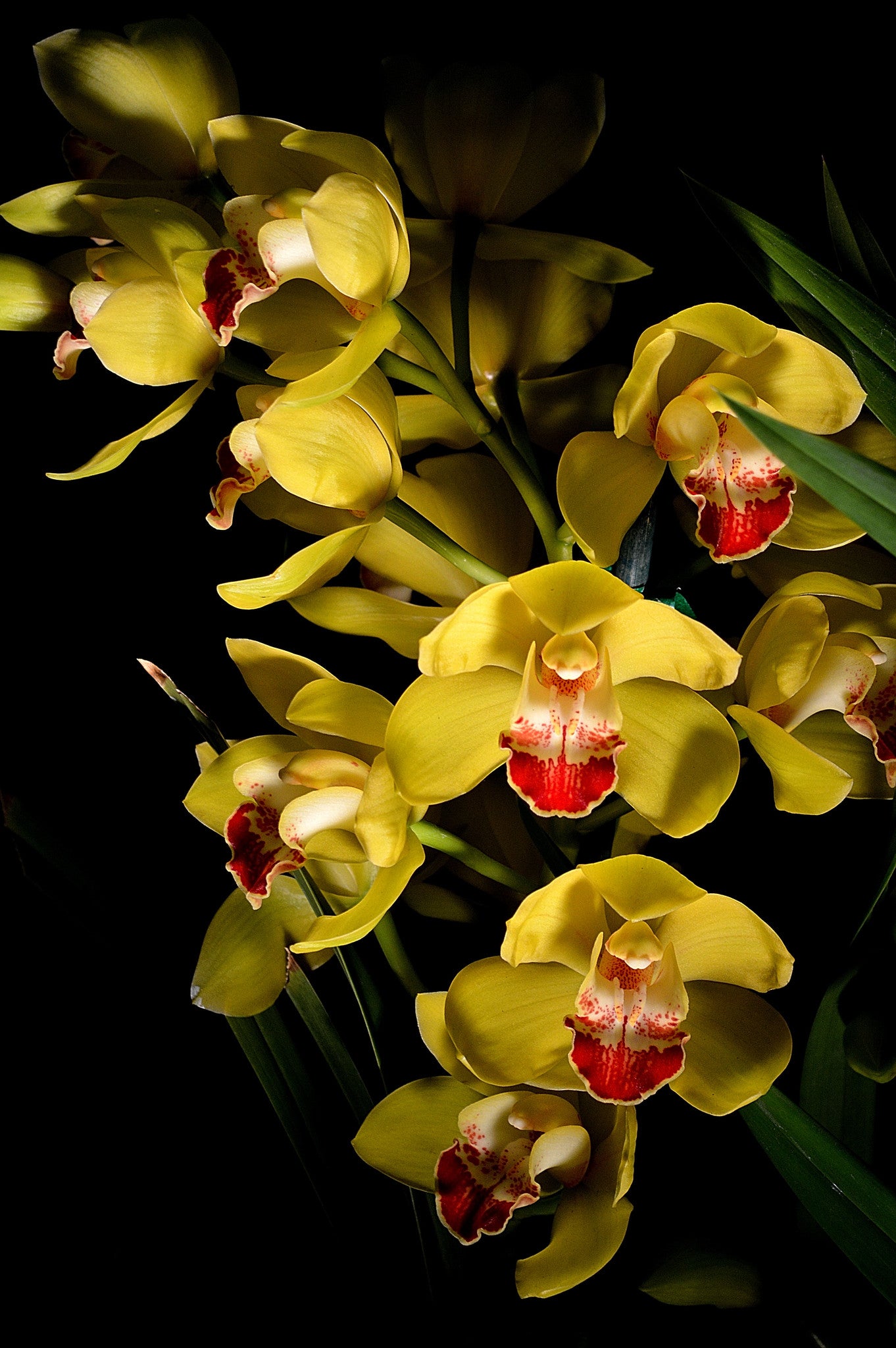 Orchid 679