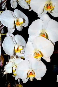 Orchid 699