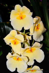 Orchid 732