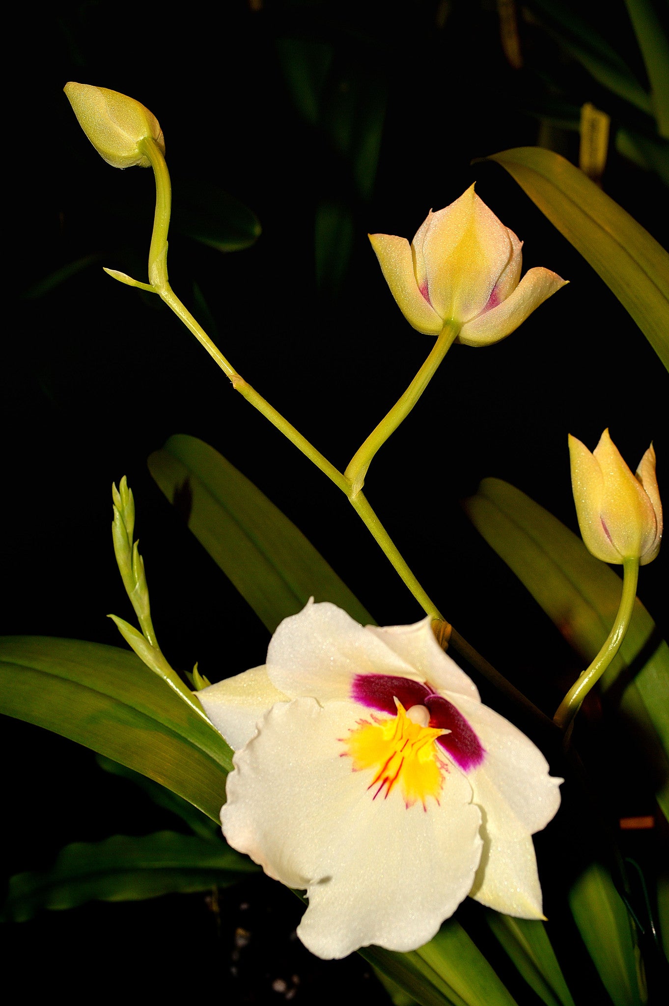 Orchid 740