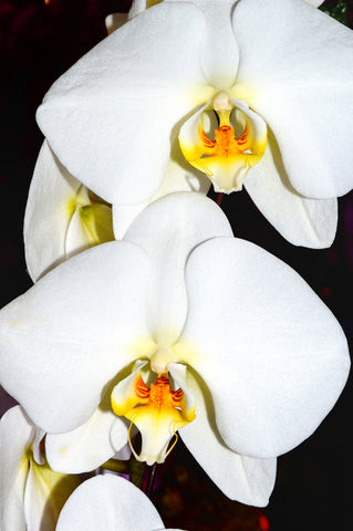 Orchid 743