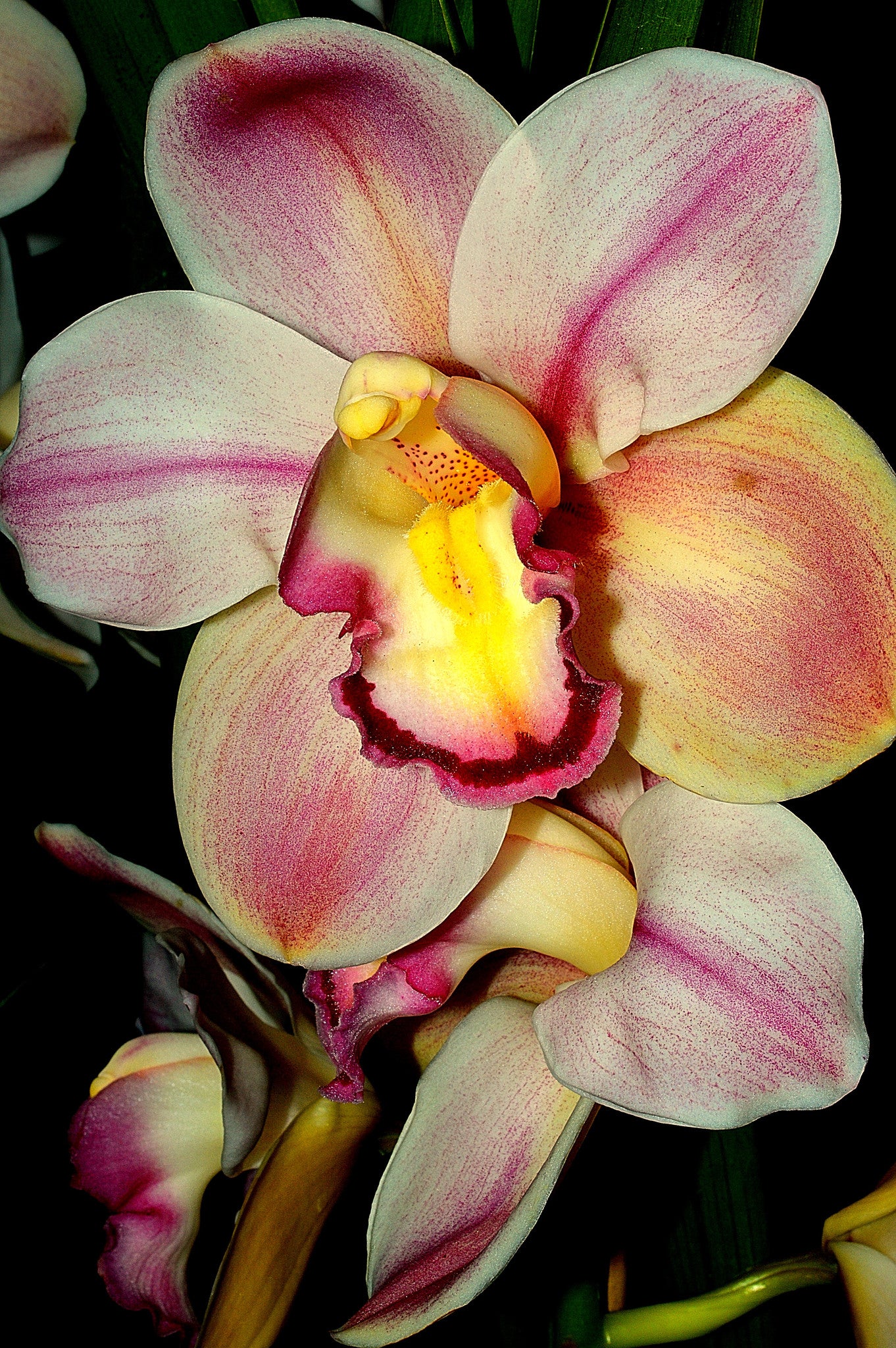 Orchid 783