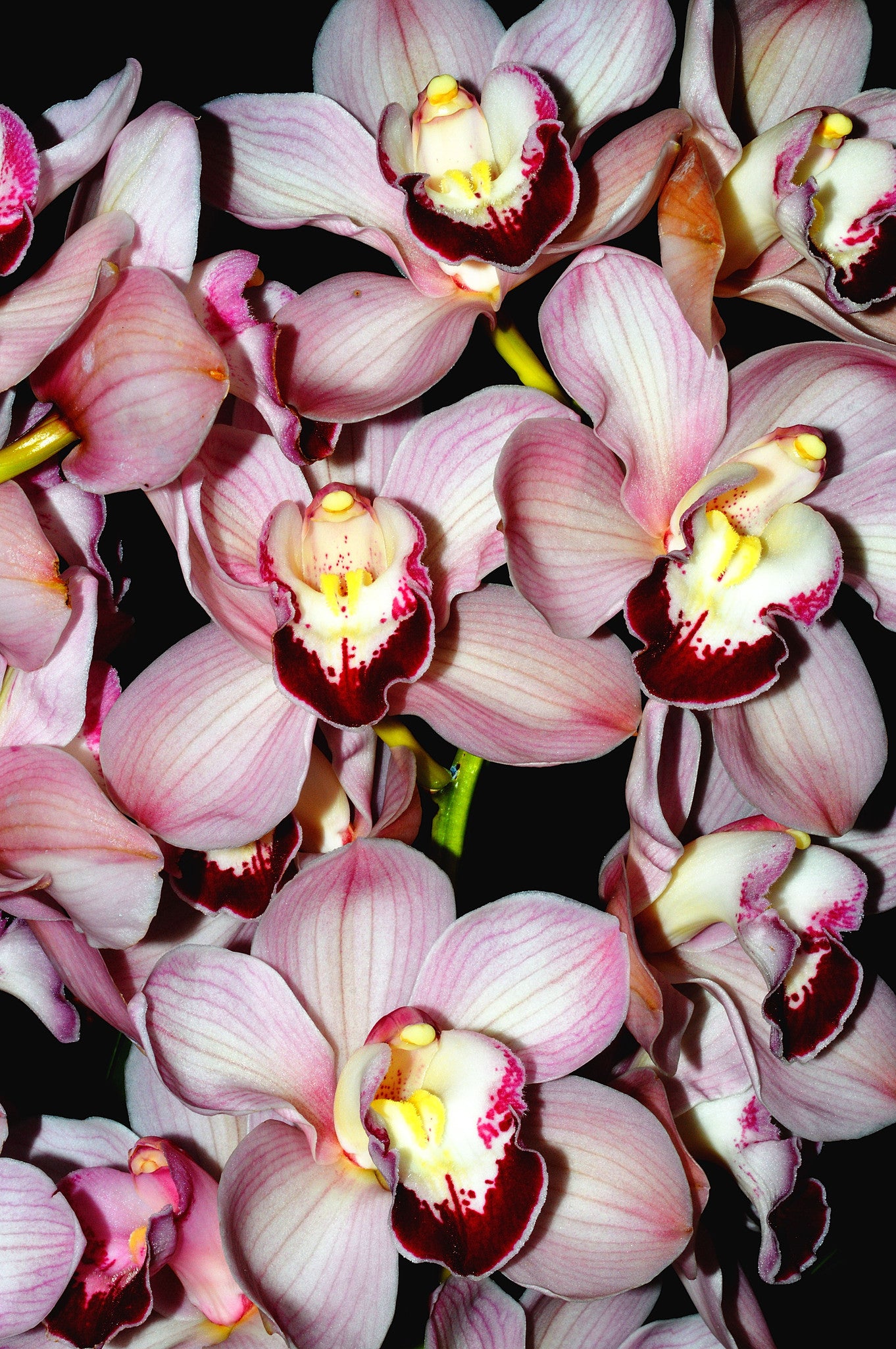 Orchid 790