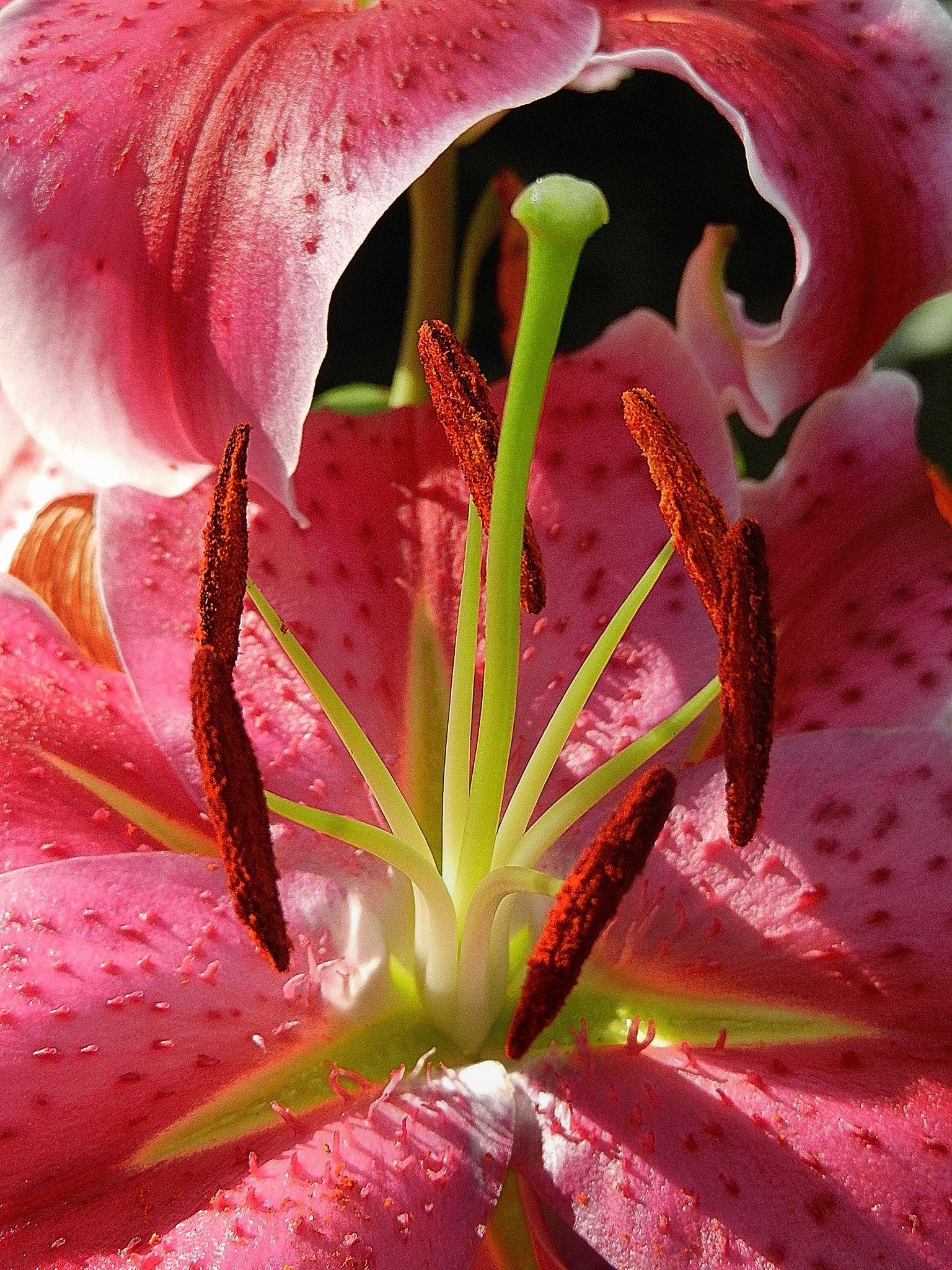 Flower 81