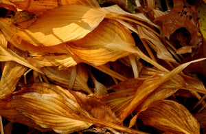 Leaves Golden