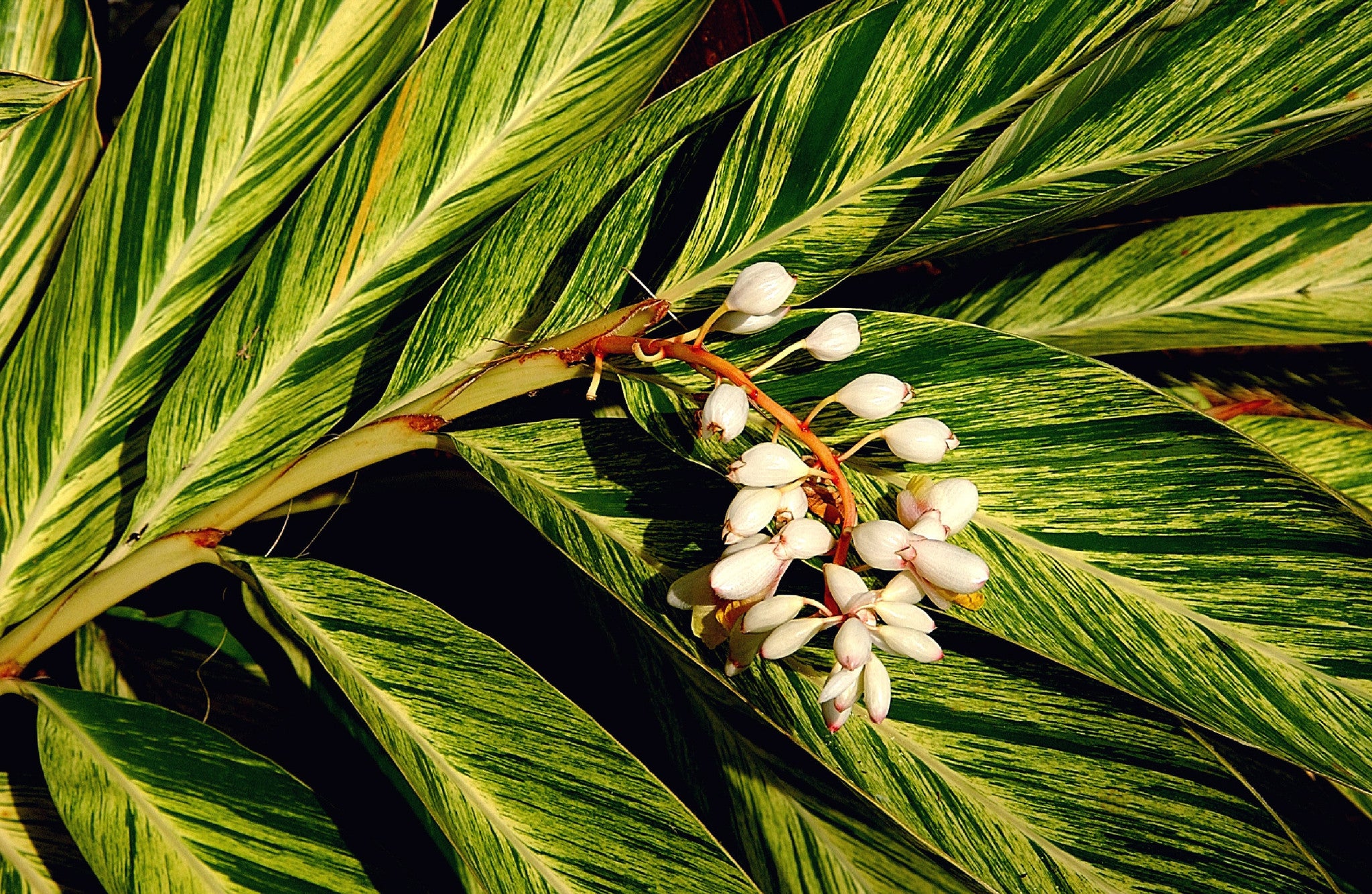 Leaves 53