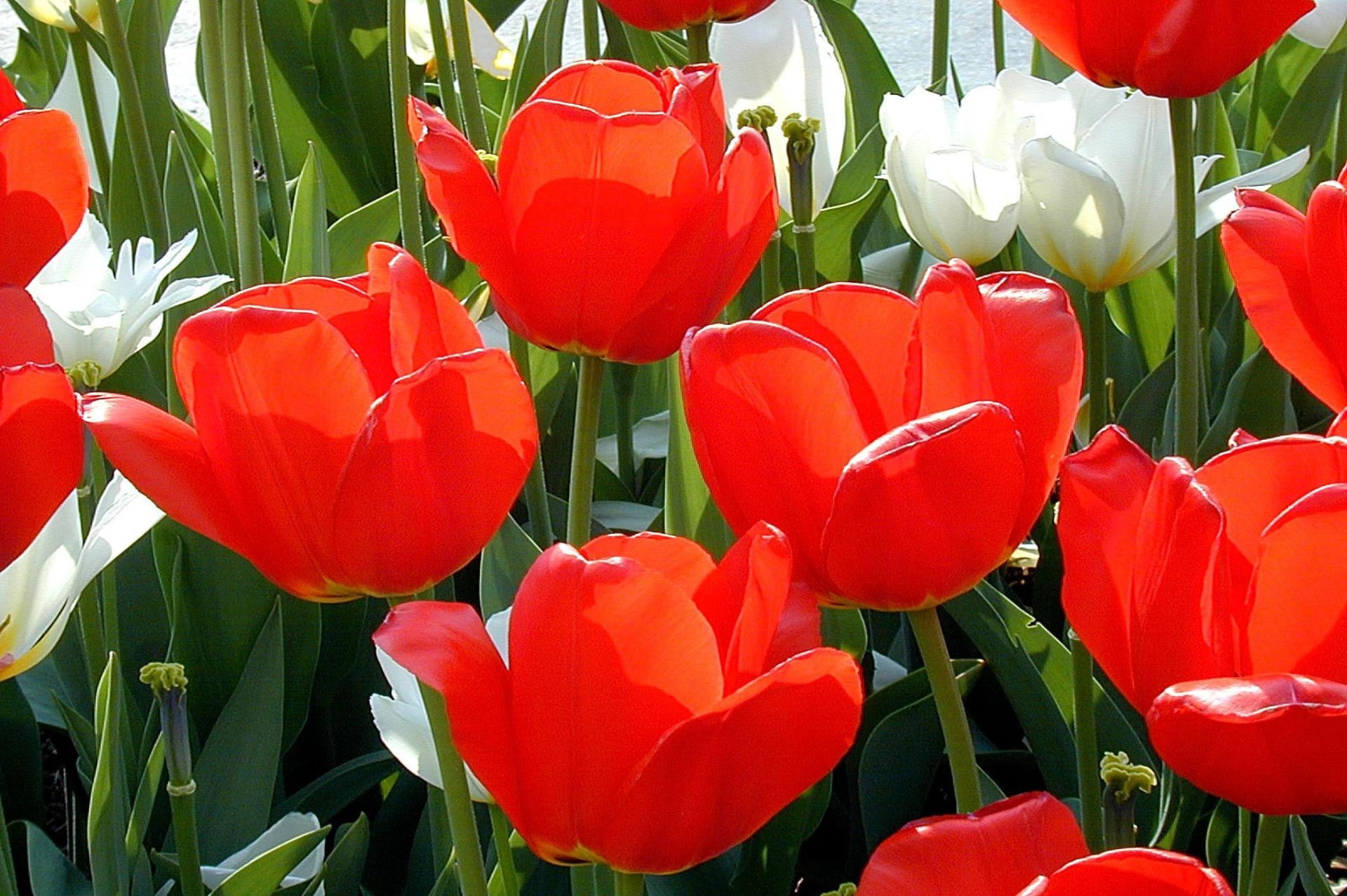Red Tulips